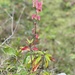 Hoja del Aire - Photo (c) annaslwong, algunos derechos reservados (CC BY-NC), subido por annaslwong