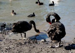 Cygnus atratus