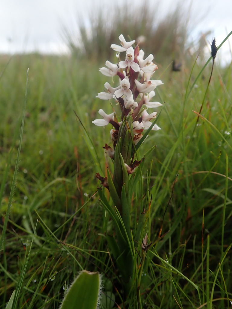 Disa alticola