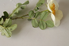 Rosa caesia