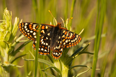 Euphydryas anicia