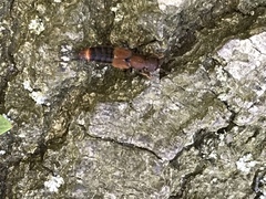 Platydracus cinnamopterus