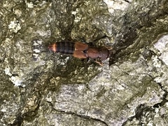Platydracus cinnamopterus