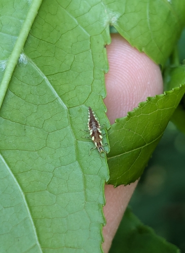 Red-lipped Green Lacewing photo 6