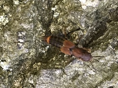 Platydracus cinnamopterus