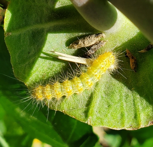 Salt Marsh Moth, photo 3 of 9