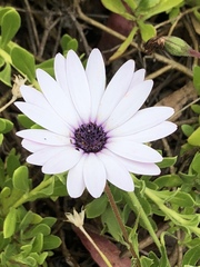 Dimorphotheca ecklonis