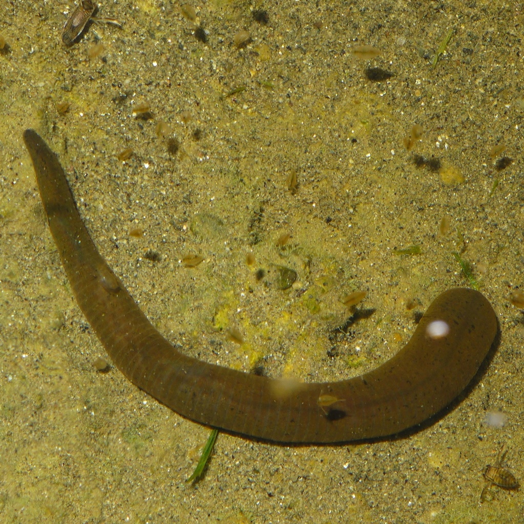 Horse Leech, photo 1 of 8