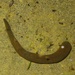 Horse Leech - Photo (c) Jakob Fahr, some rights reserved (CC BY-NC), uploaded by Jakob Fahr