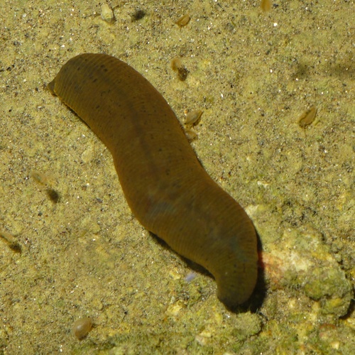 Horse Leech, photo 2 of 8