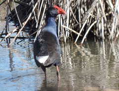 Porphyrio melanotus