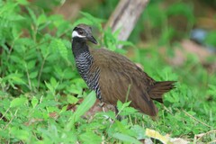 Barred Rail