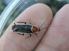 Pseudomops septentrionalis