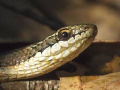 Chilean Green Racer photo 3