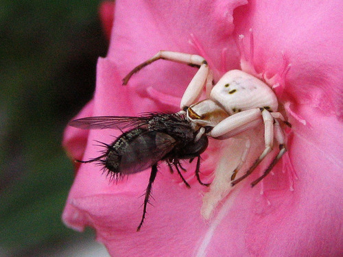 White-banded Crab Spider