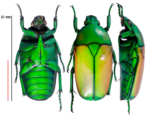Chlorocala africana opalina