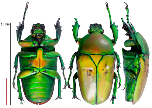 Taurhina stanleyi
