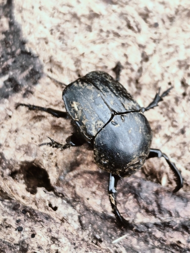 Onitis belial