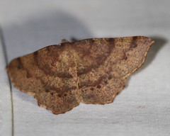Rhinodia rostraria