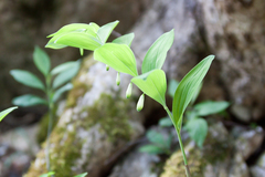 Polygonatum glaberrimum