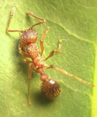 Myrmica americana