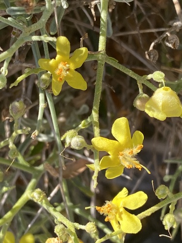 Spiny mullein (Verbascum spinosum)