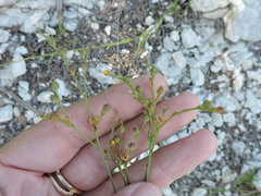 Linum rupestre