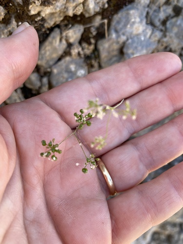 Scaligeria napiformis, photograph 2