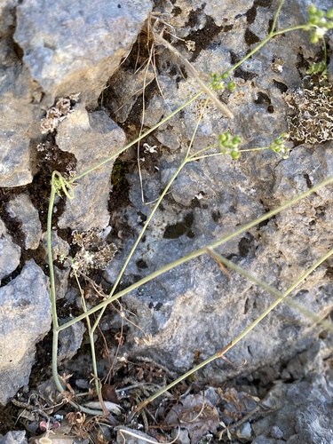 Scaligeria napiformis, photograph 4