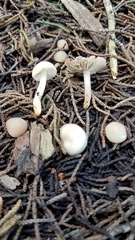 Marasmius albogriseus