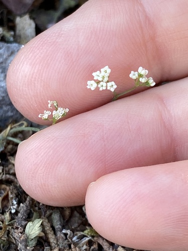 Cretan Pignut (Scaligeria napiformis)