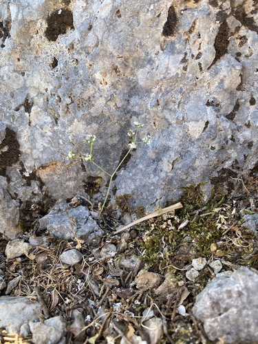 Scaligeria napiformis, photograph 3