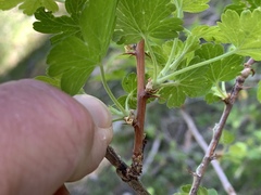 Ribes pinetorum
