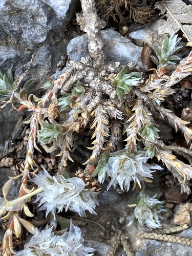 Large-flowered Nailwort (Paronychia macrosepala)