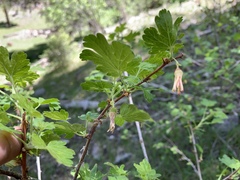 Ribes pinetorum