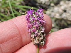 Dalea tenuis