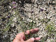 Dalea tenuis