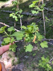 Ribes pinetorum