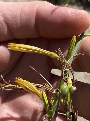Asphodeline liburnica, photograph 5