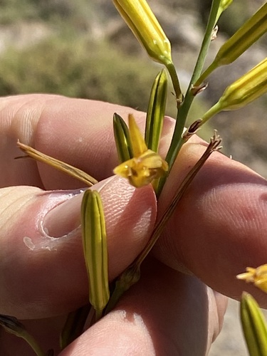 Asphodeline liburnica, photograph 6