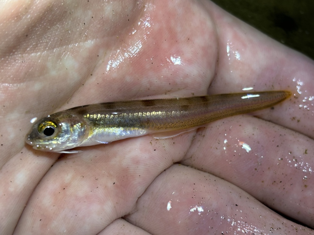 Colonial Cusk-eel