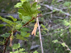 Ribes pinetorum