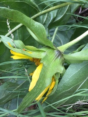 Wyethia glabra