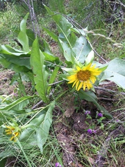 Wyethia glabra