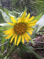 Wyethia glabra