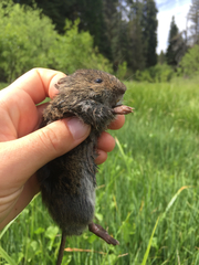 Microtus montanus