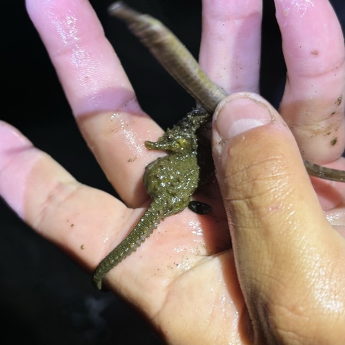 Northern Seahorse photographed in New Jersey