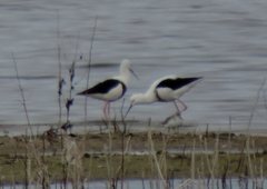 Cladorhynchus leucocephalus