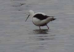 Cladorhynchus leucocephalus