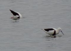 Cladorhynchus leucocephalus